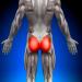 Анатомия ягодичных мышц: первый шаг к идеальным ягодицам