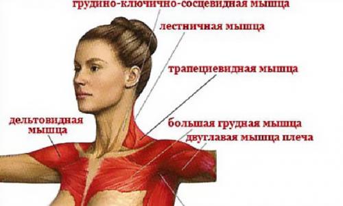 Упражнения для упругости грудных мышц для девушек Мышцы женской грудной клетки